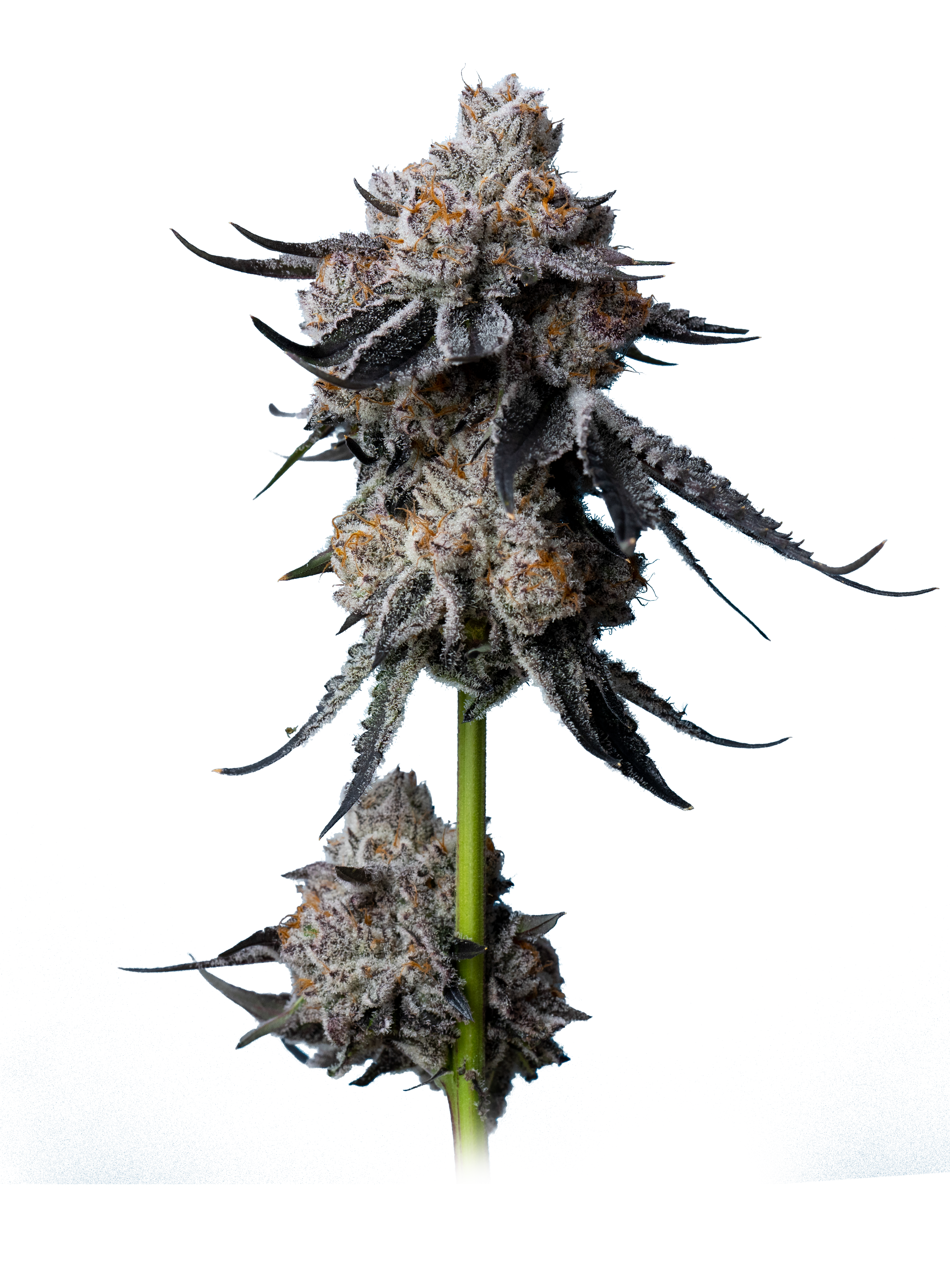 Gorilla Glue #4