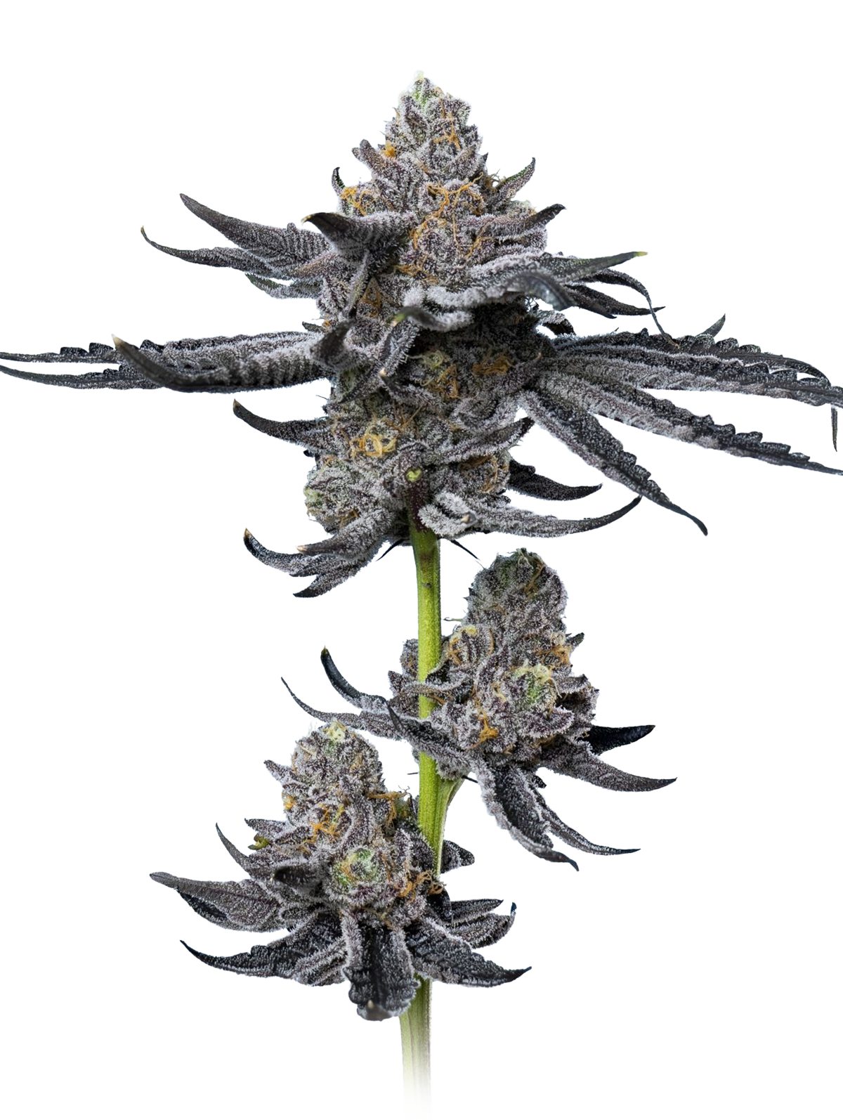 Platinum OG