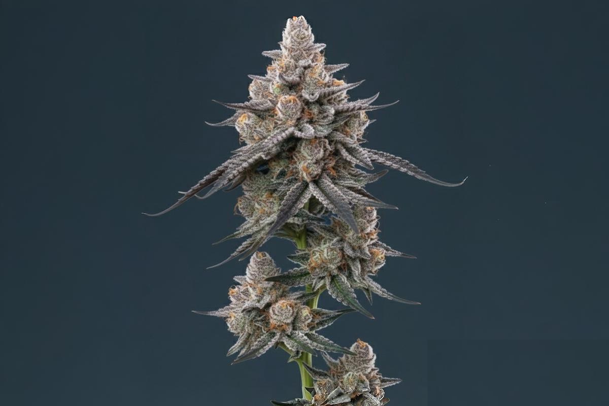 Como feminizar sementes de maconha: guia completo passo a passo