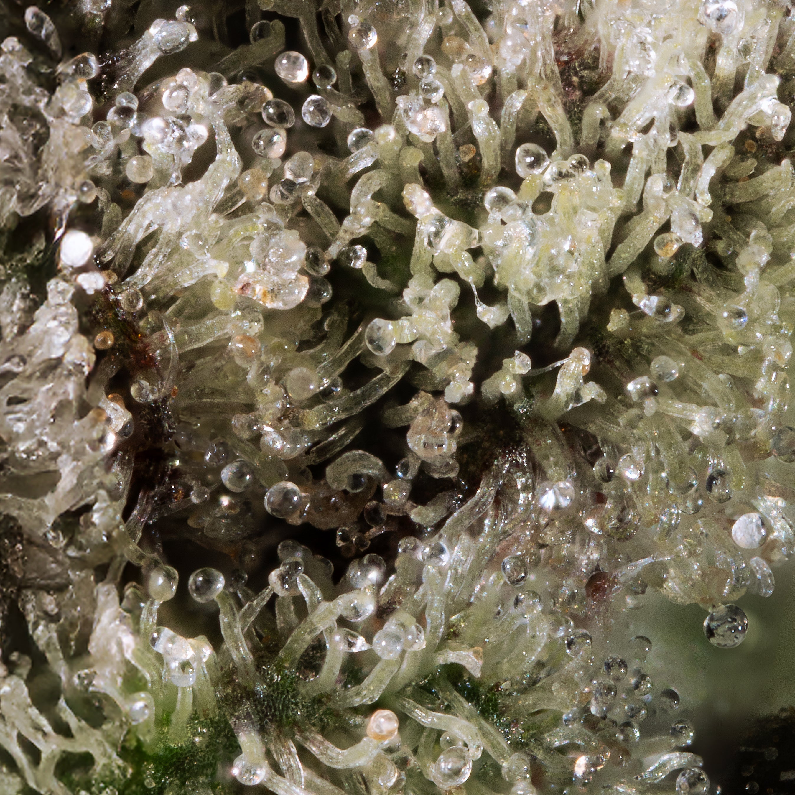 Gorilla Glue #4