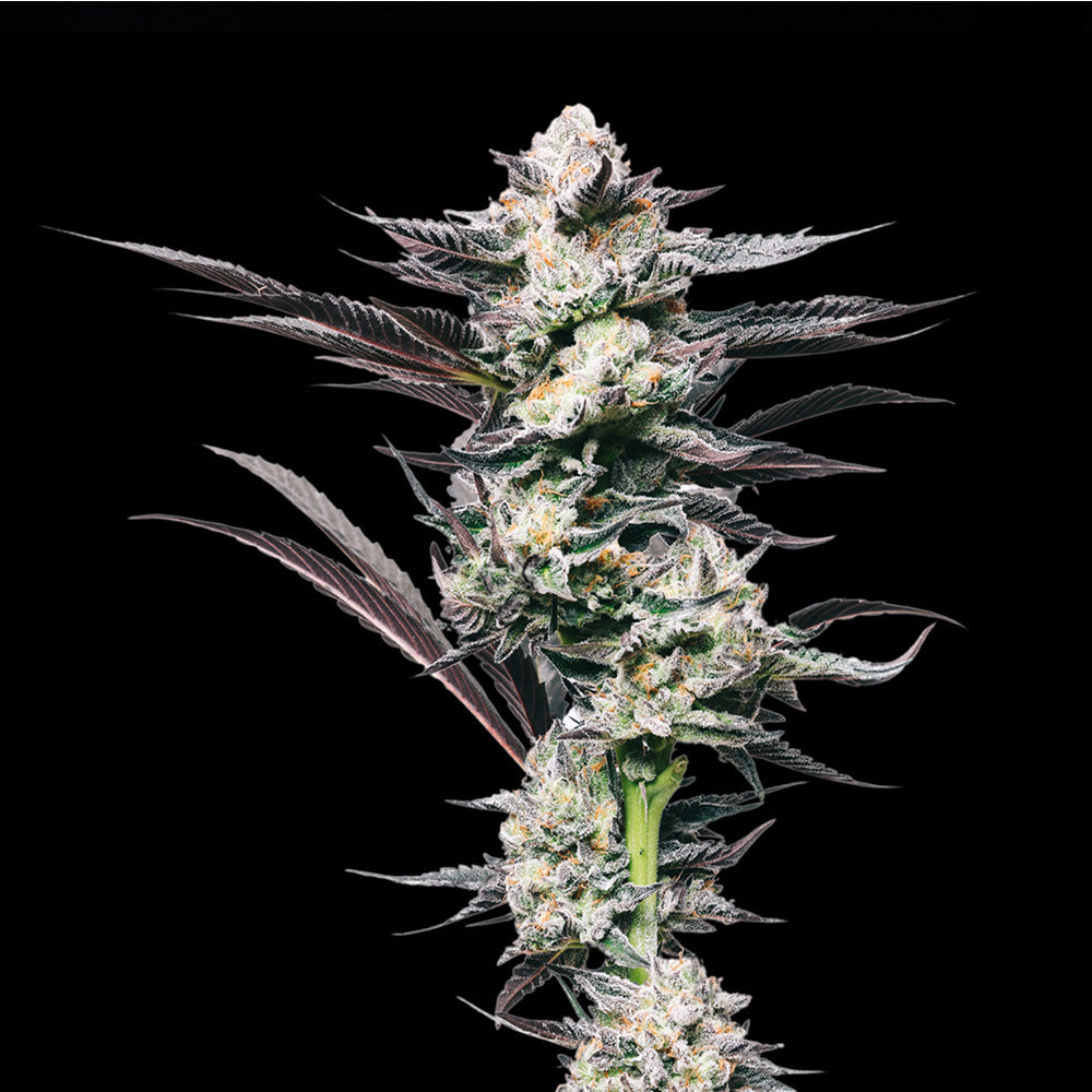 Girl Scout Cookies