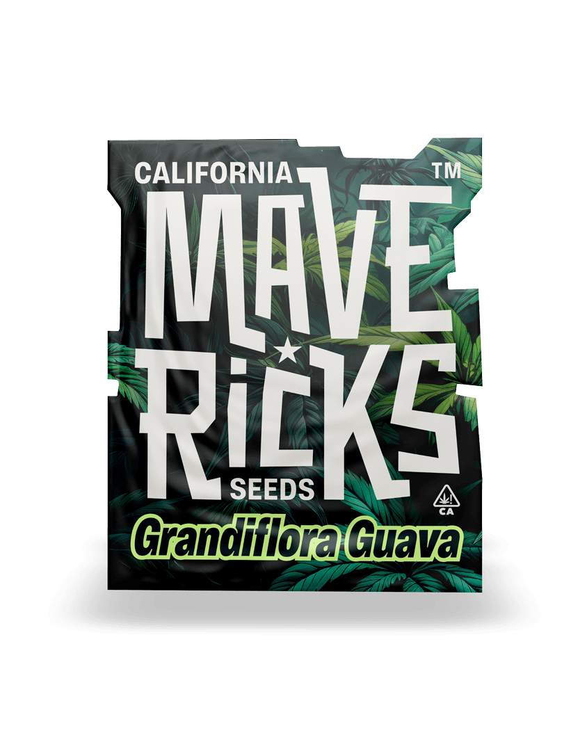 Grandiflora Guava