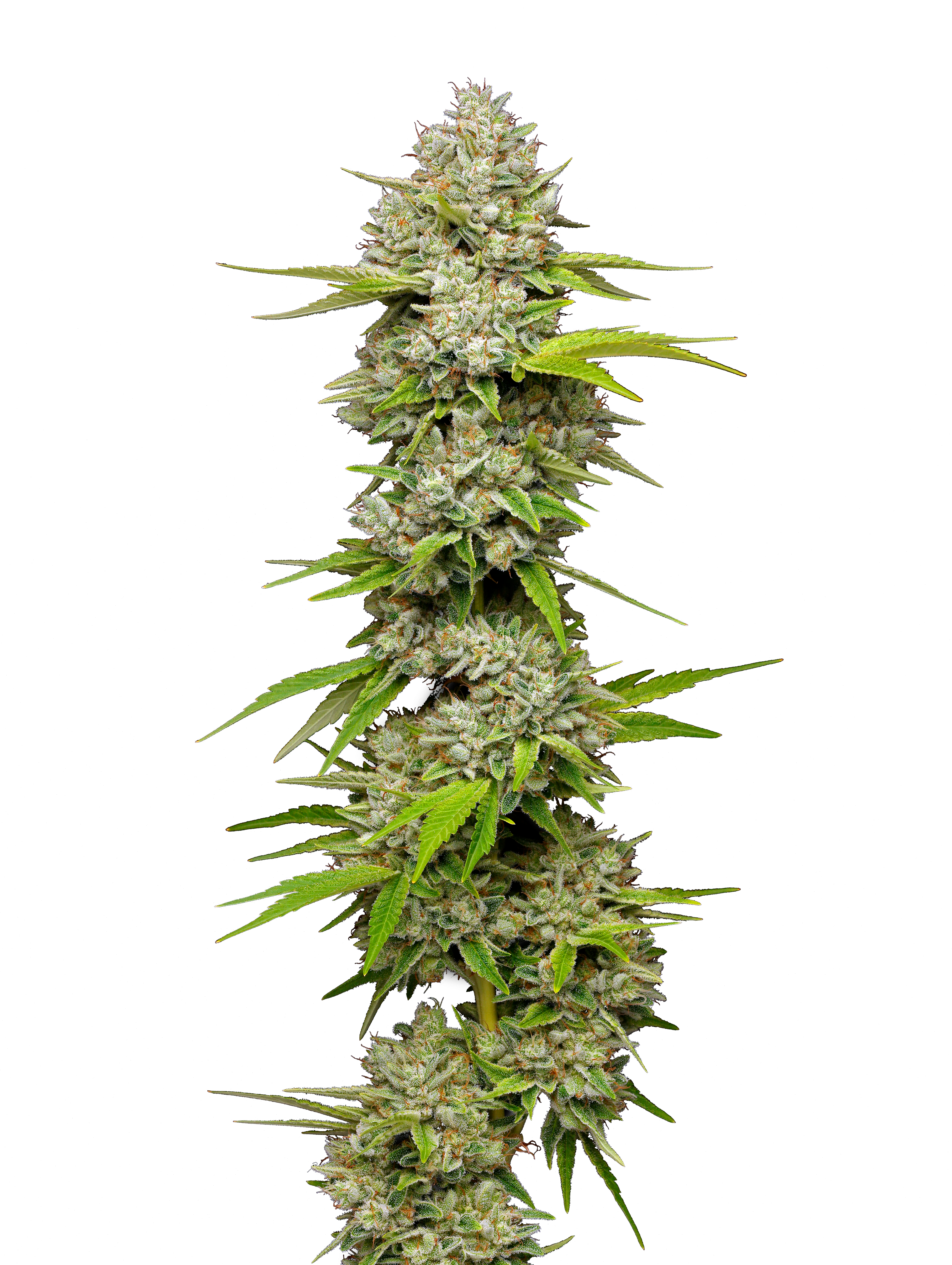 Lemon Blueberry