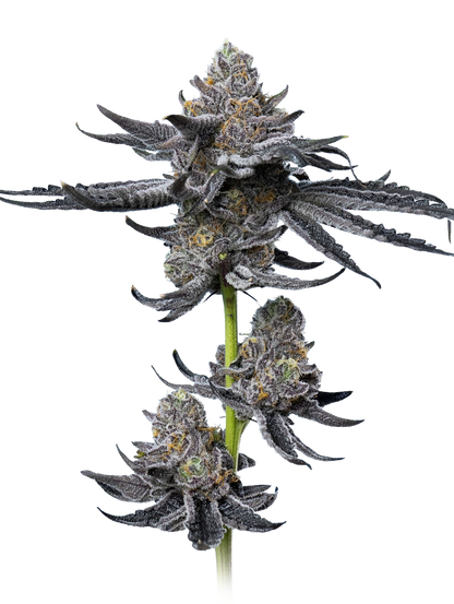 Platinum OG