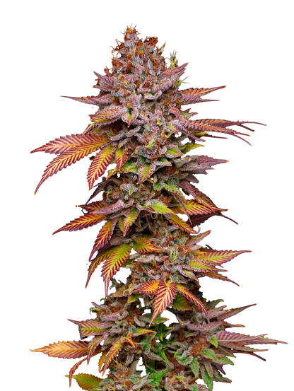 Poison Runtz