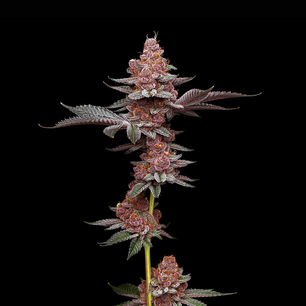 Tropicana Gelato