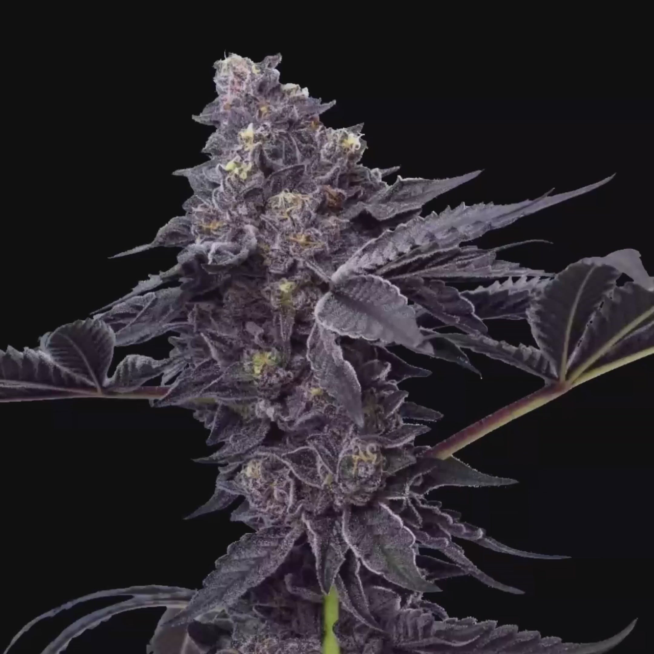 Peanut Butter Breath