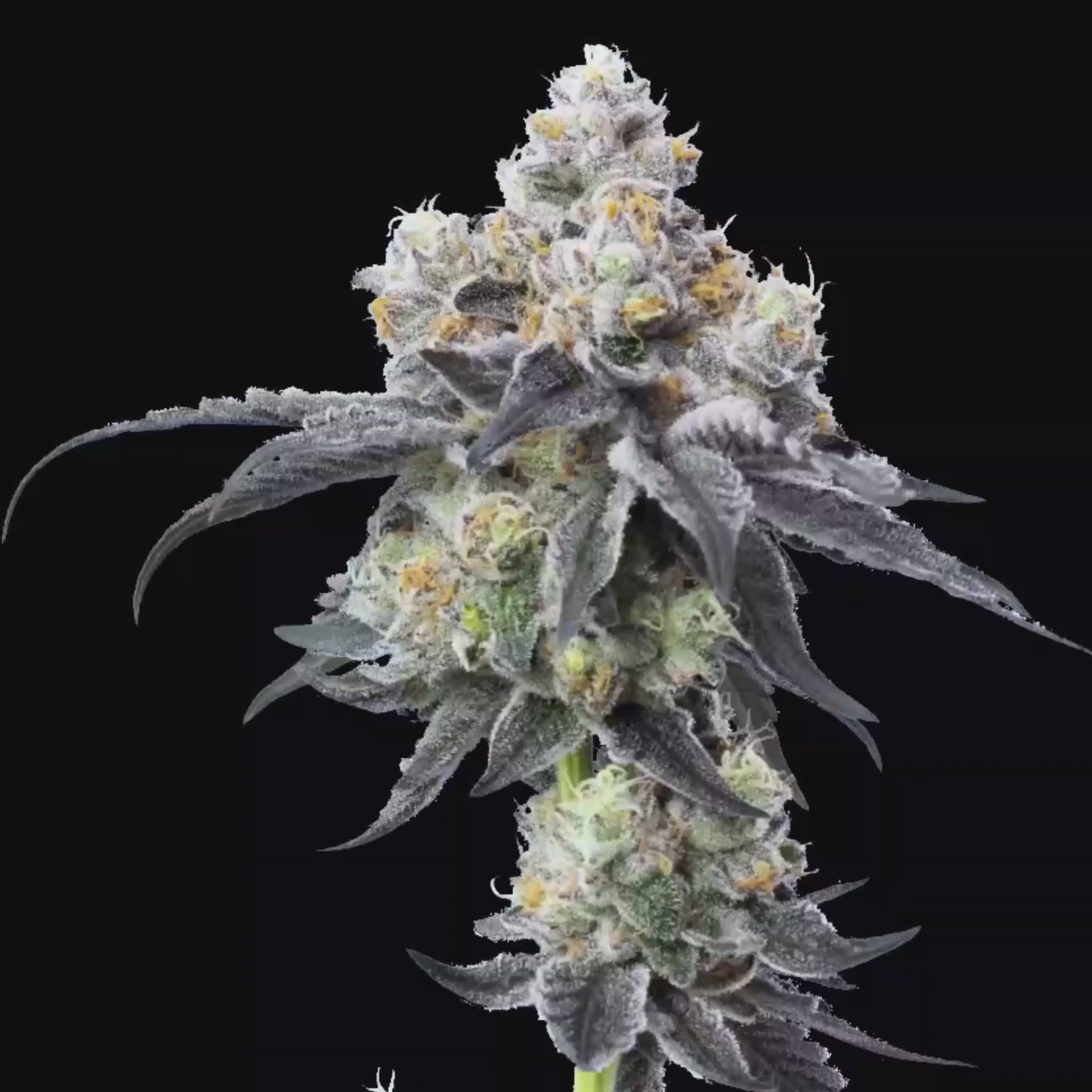 Gelato 33